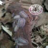 ISOPOD